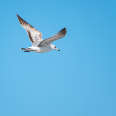 Seagulls at the beach