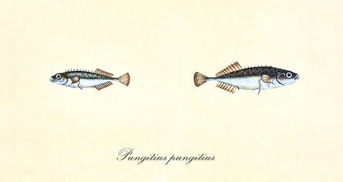 Ancient colorful illustration of Ninespine Stickleback (Pungitius pungitius), side view detail of two little fishes, isolated element on white background. By Edward Donovan. London 1802