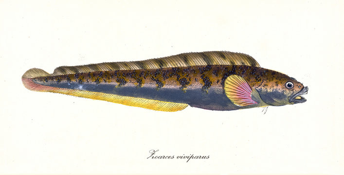 Ancient colorful illustration of Viviparous Eelpout (Zoarces viviparus), side view of a eel with dark purple and yellow skin, isolated element on white background. By Edward Donovan. London 1802