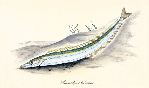 Ancient colorful illustration of Lesser Sand Eel (Ammodytes tobianus), detail of a eel lying on the sand with his silvery skin, isolated element on white background. By Edward Donovan. London 1802