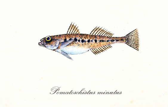 Ancient colorful illustration of Sand Goby (Pomatoschistus minutus), side view of the fish with his long thorny dorsal fins, isolated element on white background. By Edward Donovan. London 1802