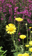 Obraz premium yellow marguerite daisy by jziprian