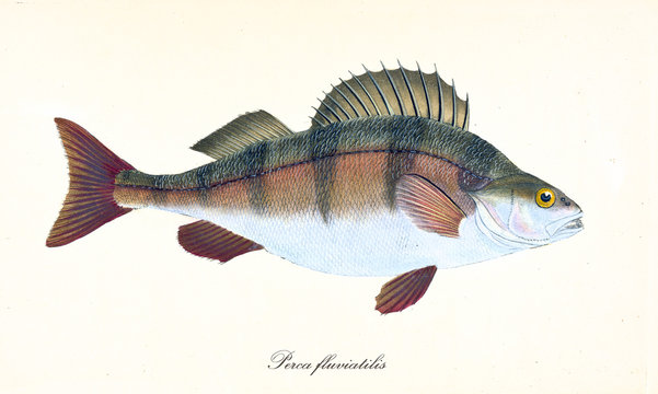 Ancient colorful illustration of European Perch (Perca fluviatilis), side view of the fish with its multicolored skin, isolated element on white background. By Edward Donovan. London 1802