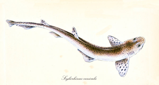 Ancient colorful illustration of Small-Spotted Catshark (Scyliorhinus canicula), detailed view of the fish with dappled skin, isolated element on white background. By Edward Donovan. London 1802