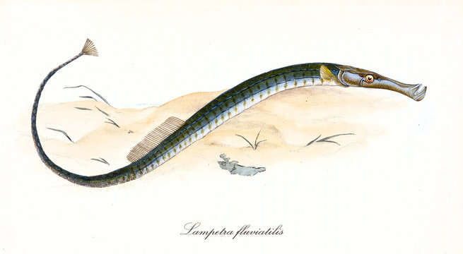 Ancient colorful illustration of European River Lamprey (Lampetra fluviatilis), detailed view of the long fish on the sand, isolated element on white background. By Edward Donovan. London 1802