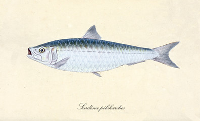 Ancient colorful illustration of European pilchard (Sardina pilchardus), Side view of the fish with its silver skin and fins, isolated element on white background. By Edward Donovan. London 1802