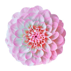 flower pink white dahlia isolated on white background. Close-up. Element of design. Nature.