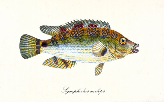 Ancient colorful illustration of Corkwing Wrasse (Symphodus melops),Side view of the rainbow colored fish with its fins and scales, isolated element on white background. By Edward Donovan. London 1802