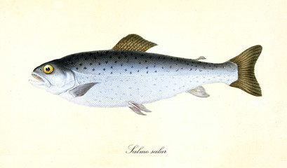 Ancient colorful illustration of Atlantic Salmon (Salmo salar), side view the fish with its silvery skin with little black dots, isolated elements on white background. By Edward Donovan. London 1802