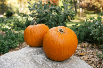 Fall garden scene with 2 large pumpkins sitting upon a boulder