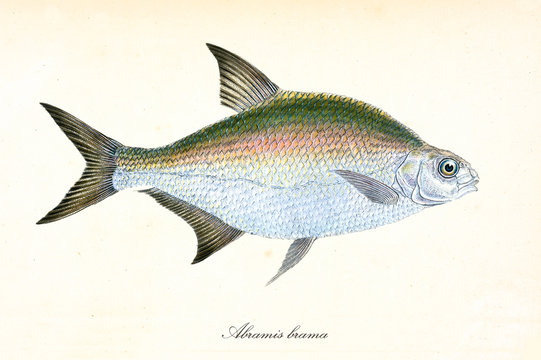 Ancient colorful illustration of Common Bream (Abramis brama), side view of the multicolored fish with its long pointed fins, isolated elements on white background. By Edward Donovan. London 1802