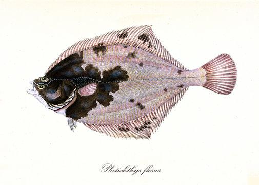 Ancient colorful illustration of European Flounder (Platichthys flesus), side view of the flatfish with pink skin and a black stain on front, isolated elements. By Edward Donovan. London 1802