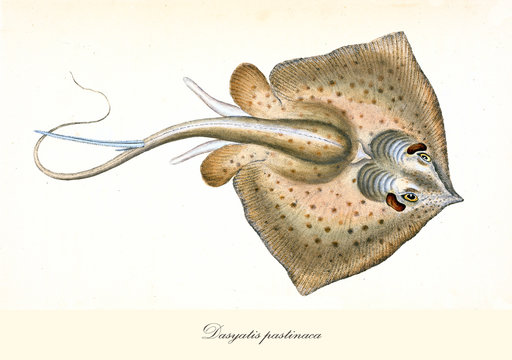 Ancient colorful illustration of Common Stingray (Dasyatis pastinaca), top view of the brown bright ray with its long tail, isolated elements on white background. By Edward Donovan. London 1802