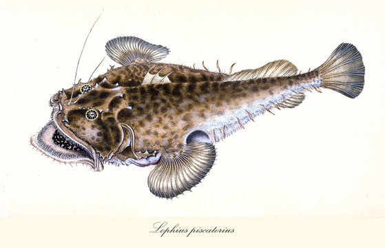 Ancient colorful illustration of Angler (Lophius piscatorius), side view of the strange fish with its large opened mouth, isolated element on white background. By Edward Donovan. London 1802
