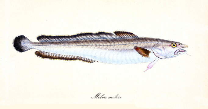 Ancient colorful illustration of Common Ling (Molva molva), side view of the long fish with its silvery skin and dark fins, isolated element on white background. By Edward Donovan. London 1802