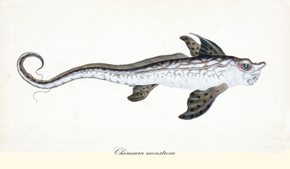 Ancient colorful illustration of Rabbit Fish (Chimaera monstrosa), side view of the monstrous fish with its long shape, isolated element on white background. By Edward Donovan. London 1802