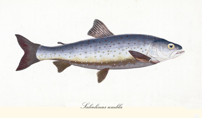 Ancient colorful illustration of Lake Char (Salvelinus umbla), side view of the big fish with its bright silvery skin and brown fins, isolated element on white background. Edward Donovan. London 1802