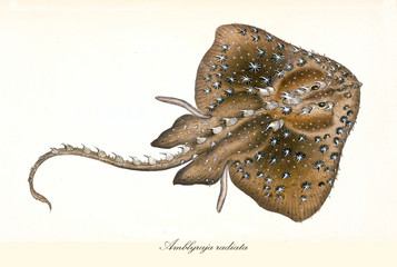 Ancient colorful illustration of Thorny Skate (Amblyraja radiata), top view of the brown ray with its skin covered by thorns, isolated element on white background. By Edward Donovan. London 1802