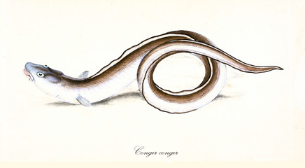 Ancient illustration of European Conger (Conger conger), side view of the eel rolling its self body with its brownish skin, isolated element on white background. By Edward Donovan. London 1802 - obrazy, fototapety, plakaty
