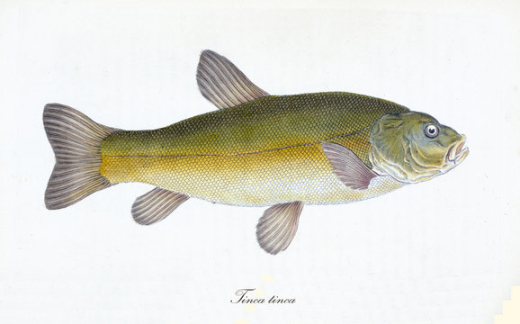 Ancient colorful illustration of Tench (Tinca tinca), side view of the big fish with its yellow skin with little green tone, isolated element on white background. By Edward Donovan. London 1802