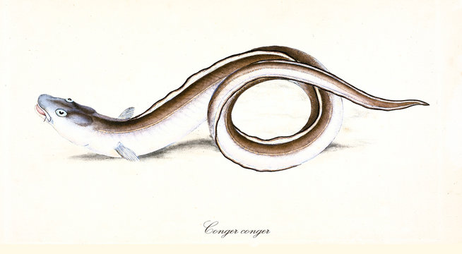 Ancient illustration of European Conger (Conger conger), side view of the eel rolling its self body with its brownish skin, isolated element on white background. By Edward Donovan. London 1802