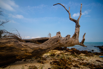 Textures of dead trees on the beach.