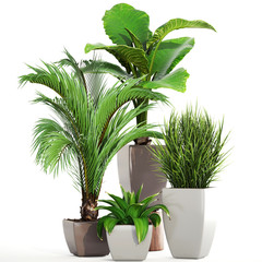 Fototapeta premium collection of ornamental plants in pots