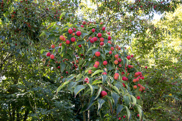 Red fruit of Cornus 'Norma Hadden' tree