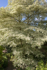 Beautiful leaves of Cornus Controversa 'variegata' tree