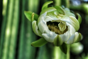 Echinopsis pachanoi white cactus flower - obrazy, fototapety, plakaty