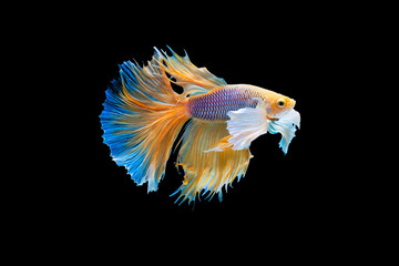 The moving moment beautiful of yellow siamese betta fish or half moon betta splendens fighting fish in thailand on black background. Thailand called Pla-kad or dumbo big ear fish.