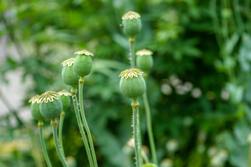 closed green flower buds with green background