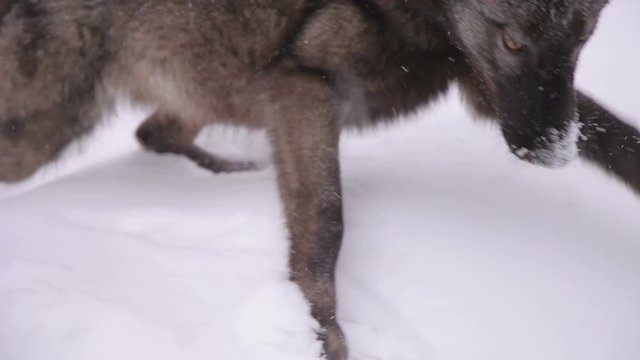 Black wild wolf on a leash in the snow in the woods. Close-up of a man holding on a leash of a gray wolf in the woods with heavy snow.