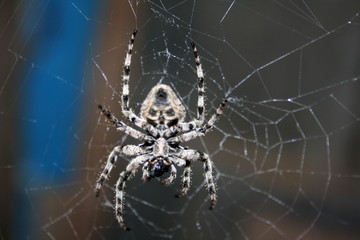 A large female spider (araneus diadematus) wove spider web, and expects prey