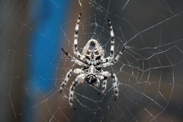 A large female spider (araneus diadematus) wove spider web, and expects prey