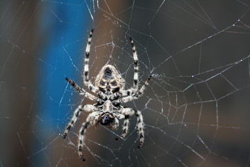 A large female spider (araneus diadematus) wove spider web, and expects prey