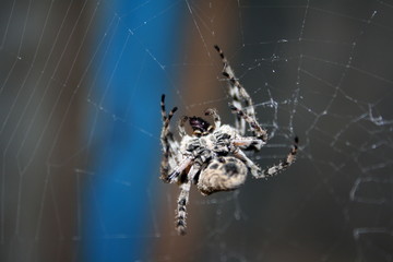A large female spider (araneus diadematus) wove spider web, and expects prey