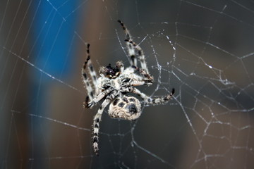 A large female spider (araneus diadematus) wove spider web, and expects prey