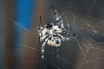 A large female spider (araneus diadematus) wove spider web, and expects prey