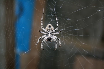 A large female spider (araneus diadematus) wove spider web, and expects prey