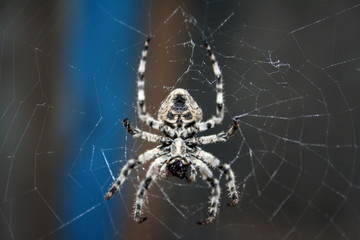 A large female spider (araneus diadematus) wove spider web, and expects prey