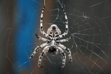 A large female spider (araneus diadematus) wove spider web, and expects prey