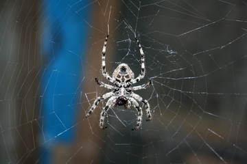 A large female spider (araneus diadematus) wove spider web, and expects prey