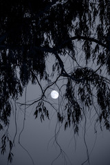 ramas y luna llena