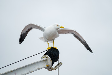 Seating Sea Gulls in White Sea, Russia