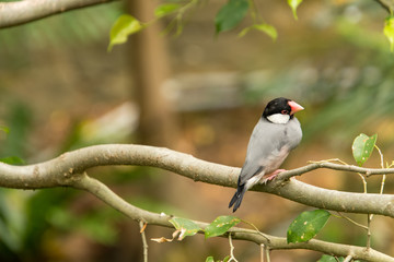 Colorful Birds