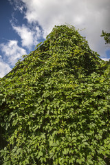 house overgrown with grapes