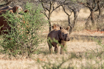 Fototapeta na wymiar White Rhino Calf