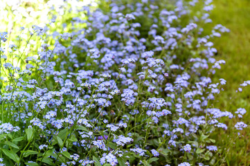 Obraz na płótnie Canvas Myosotis sylvatica - the beautiful blue spring flowers