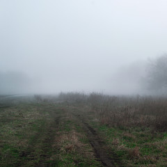 Field in fog